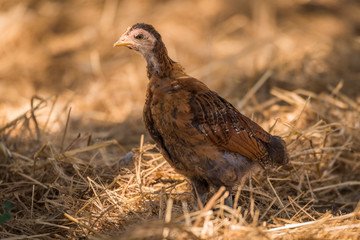 Chick in dry grass looking at camera