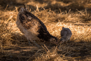 Chicken and chick pecking in dry grass