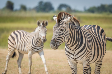 Close-up of Burchell's zebra with another behind
