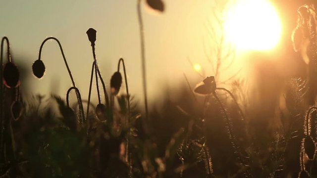 Маки в лучах заката