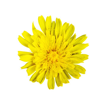 Yellow Dandelion Flower Isolated on White