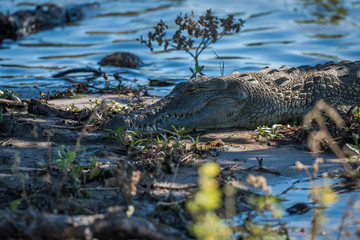 Close-up of Nile crocodile on sandy shoreline