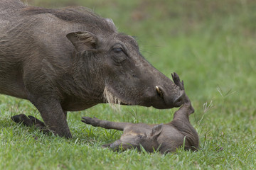 Warthog sow nuzzling young.