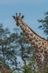 Close-up of South African giraffe among trees