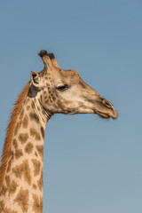 Close-up of South African giraffe in profile
