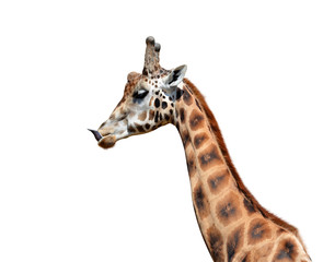 Portrait of a giraffe isolated on white background