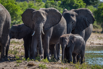 Close-up of elephant family walking towards camera