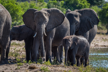 Obraz premium Close-up of elephant family walking towards camera