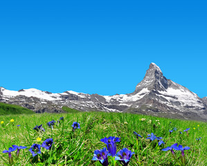 Schöner Berg Matterhorn im Vordergrund blühender Enzian, Walliser Alpen, Schweiz