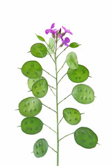 Lunaria 