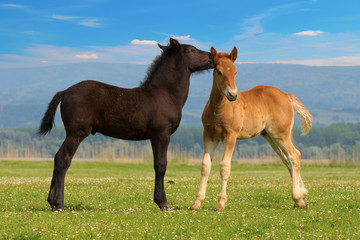 Two cute brown and black foal  is playing