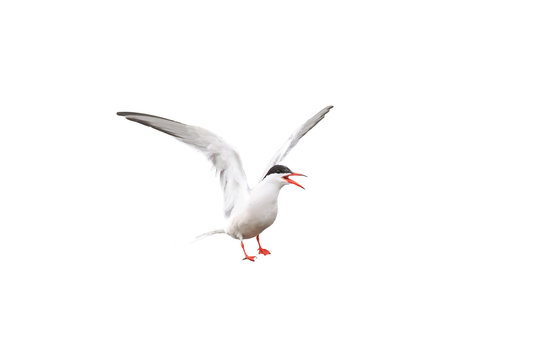 white funny sea tern spread wings on a white background