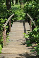 Wooden footbridge in the forest