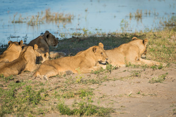 Close-up of five lions lying on riverbank
