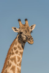 Close-up of head of South African giraffe