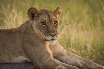 Close-up of lion in grass at dusk