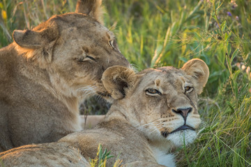 Close-up of lion licking another in grass