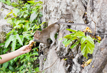 the monkey sits and eats banana