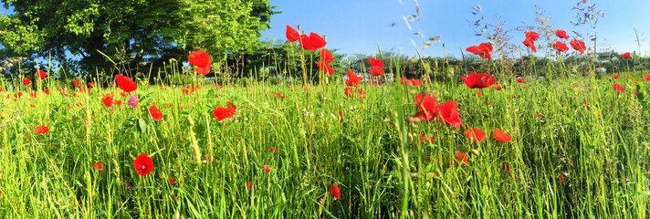 Fototapeta premium Natürliche Weise mit Mohnblumen - Panorama