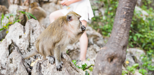 cute monkey lives in a natural forest of Thailand.