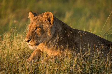 Close-up of lion lying in golden light
