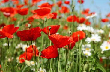 Naklejka premium Coquelicots et marguerites