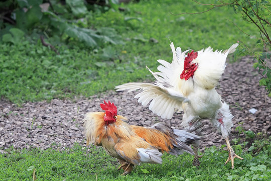 two cocks white and red are going to fight fluffed wings and feathers