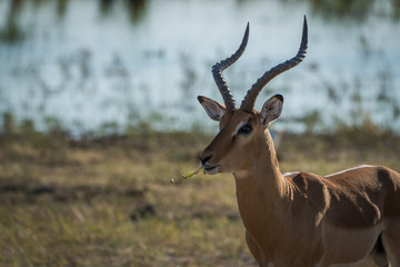 Naklejka na ściany i meble Close-up of male impala facing camera eating