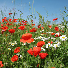 Fototapeta premium Coquelicots et marguerites