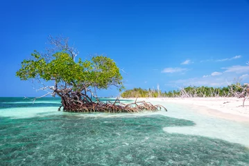 Foto op Plexiglas anti-reflex Mangrove tree on the beach of Cayo Levisa island Cuba © Delphotostock