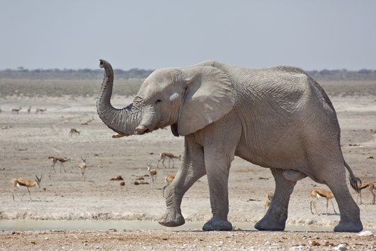 Elephant bull approaching water hole, Etosha