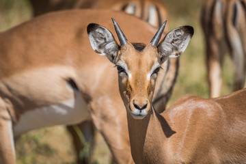 Close-up of young male impala facing camera