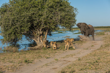 Elephant chases six lions away on riverbank