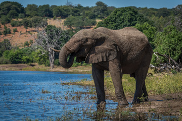 Fototapeta premium Słoń pije z rzeki na zalesionym brzegu