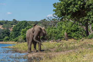 Fototapeta na wymiar Elephant giving itself dust bath beside river