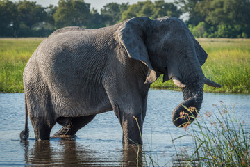 Fototapeta premium Elephant in river with dripping twisted trunk