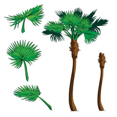 Naklejka premium Sabal Palm tree kit