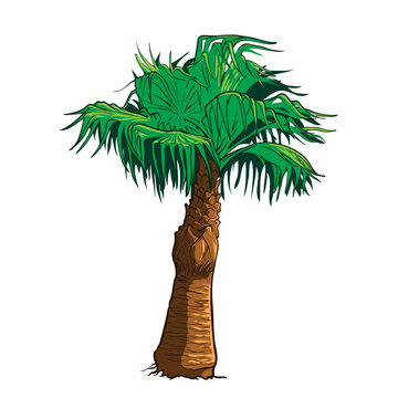 Sabal Palm Tree painted sketch