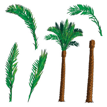 Date Palm tree kit