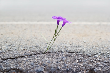 fleur pourpre poussant sur crack street, soft focus