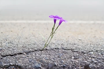 Photo sur Plexiglas Fleurs fleur pourpre poussant sur crack street, soft focus