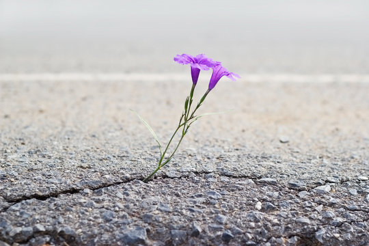 Fototapeta purple flower growing on crack street, soft focus