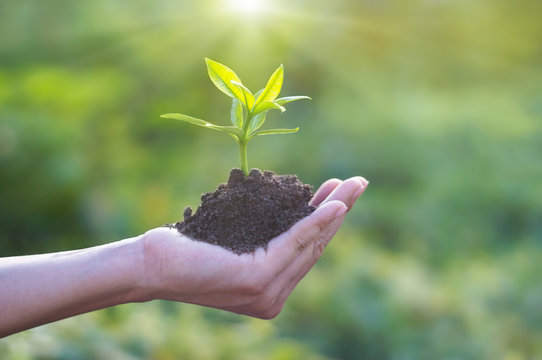Human hand holding young plant with soil on nature background, environment concept