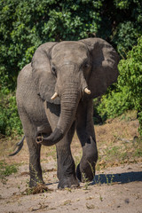 Fototapeta na wymiar Elephant swings trunk walking on sandy grouind