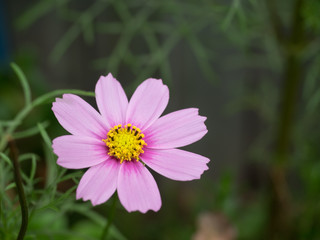 Obraz premium Common cosmos,