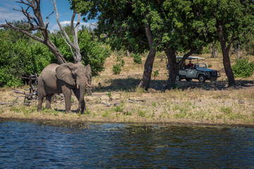 Elephant walking along wooded riverbank near jeep © Nick Dale