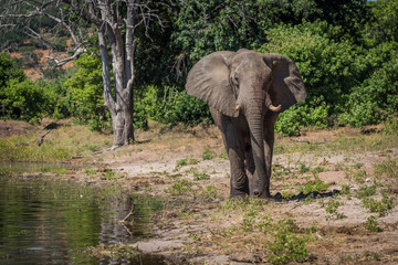 Elephant walking along wooded shoreline in sunshine