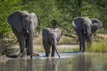 Fototapeta na wymiar Family of elephants drinking at water hole