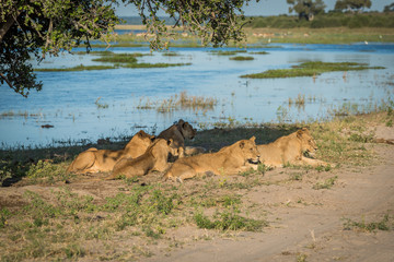 Five lions lying under tree by river