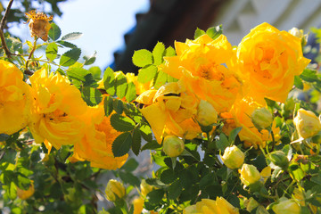 Yellow rose